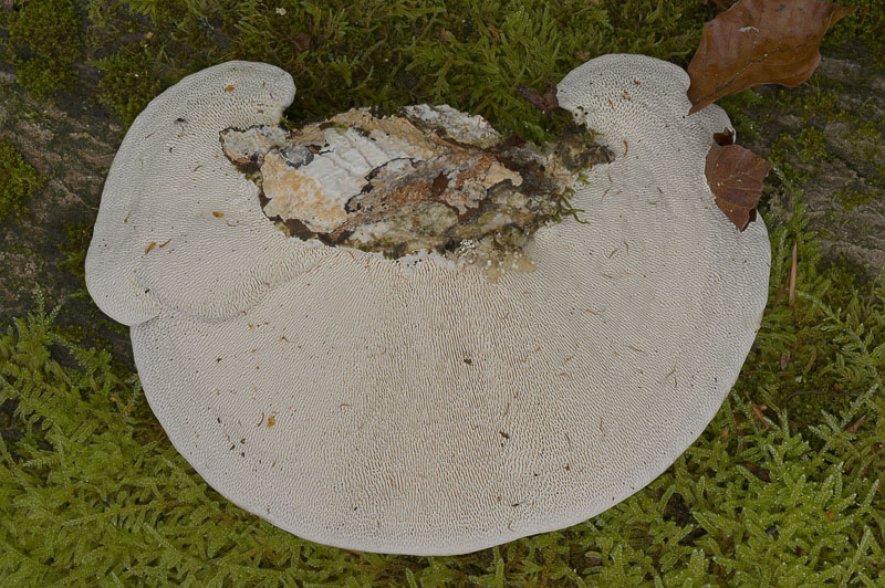 Trametes gibbosa